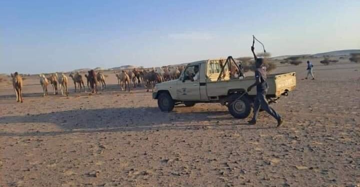 جانب من الابل السودانية في طريقها للتهريب